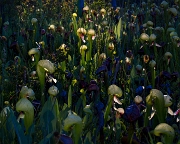 Darlintonia californica Fen